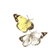 schmetterlinge2